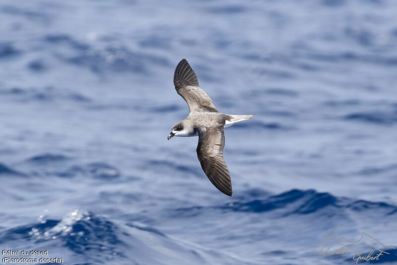 Desertas Petrel, identification, Flight