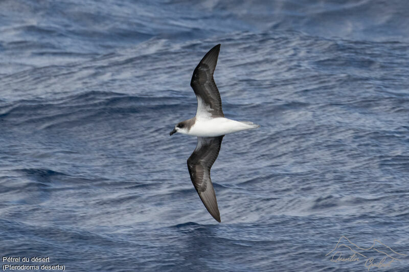 Pétrel du désert, identification, Vol