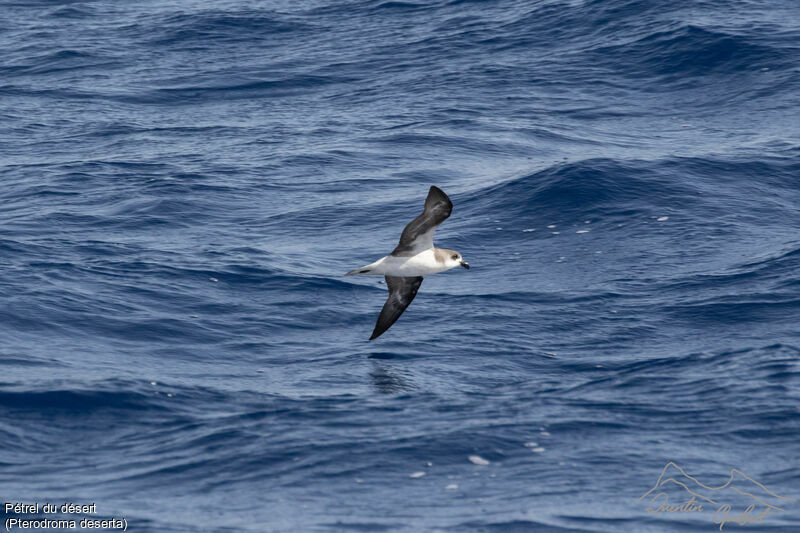 Desertas Petrel