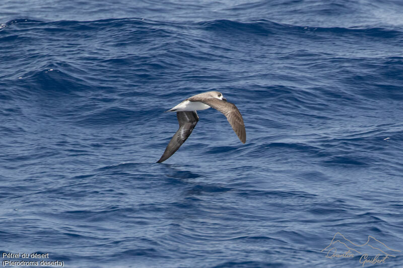 Desertas Petrel