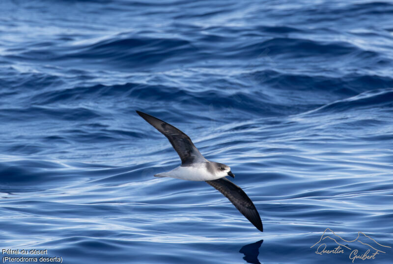 Desertas Petrel