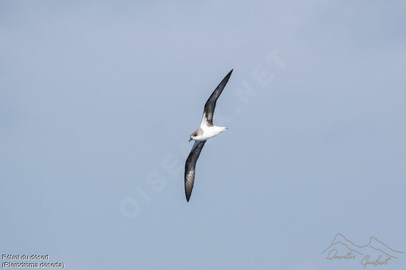 Desertas Petrel