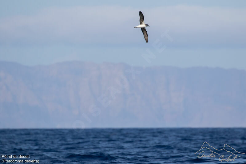 Desertas Petrel