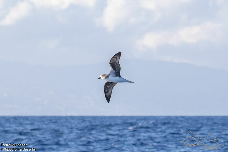 Desertas Petrel