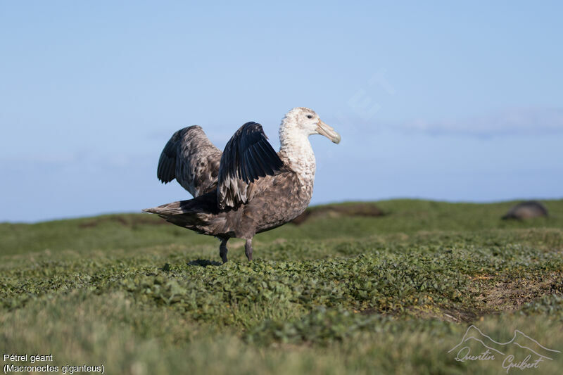 Southern Giant Petrel