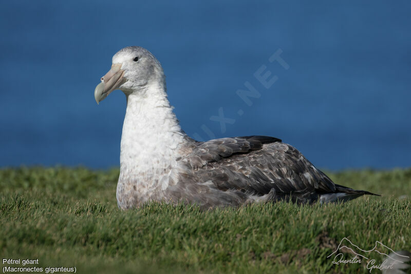 Southern Giant Petrel