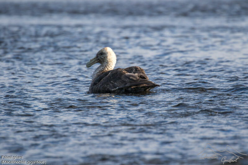 Southern Giant Petrel