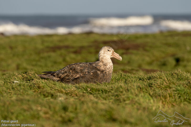 Southern Giant Petrel