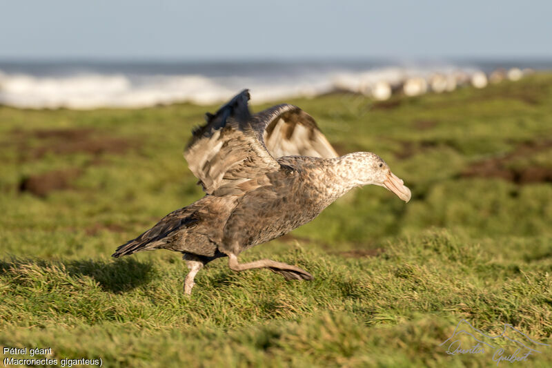 Southern Giant Petrel