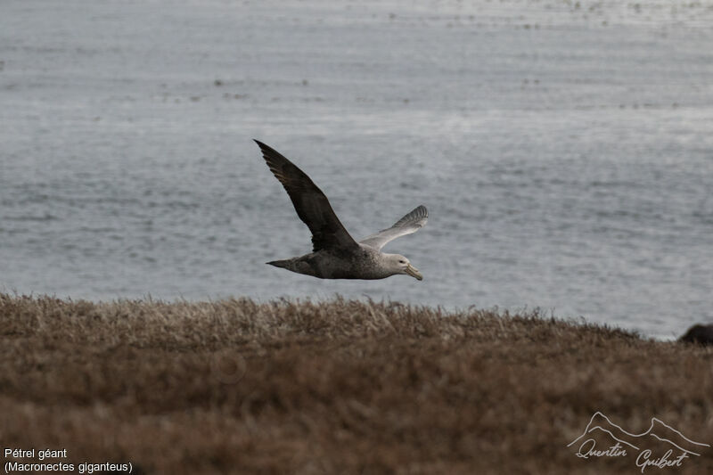 Southern Giant Petrel