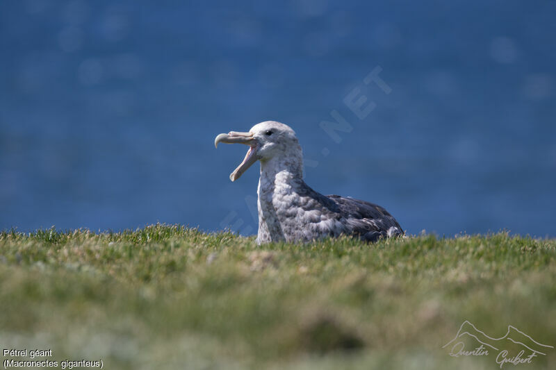 Southern Giant Petrel