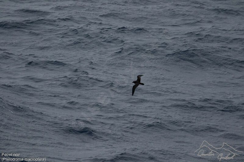 Great-winged Petrel