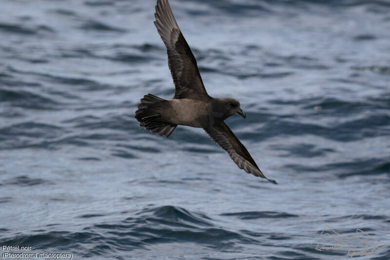 Great-winged Petrel, identification, Flight