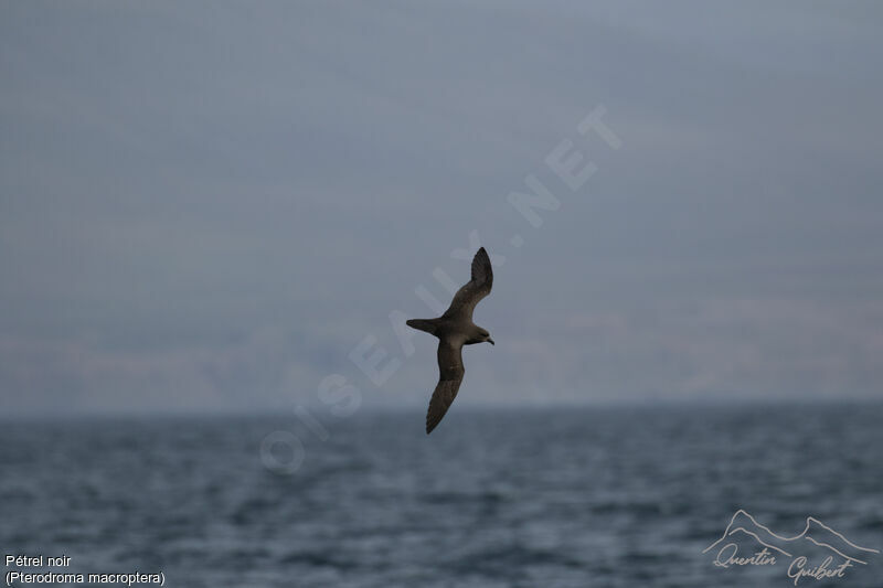 Great-winged Petrel, Flight