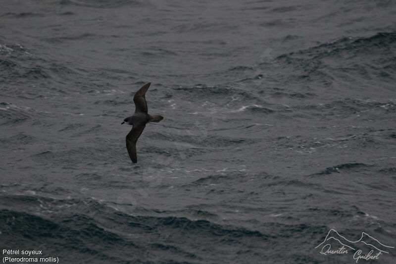 Soft-plumaged Petrel