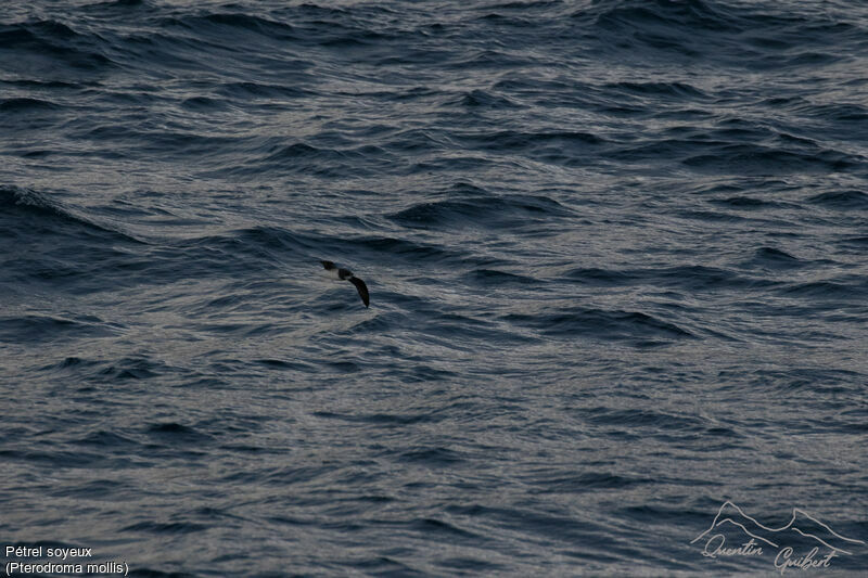 Soft-plumaged Petrel