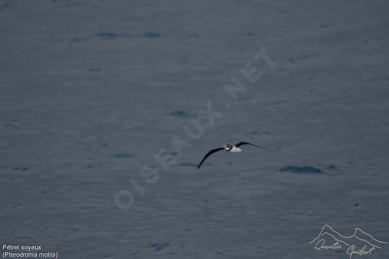 Soft-plumaged Petrel