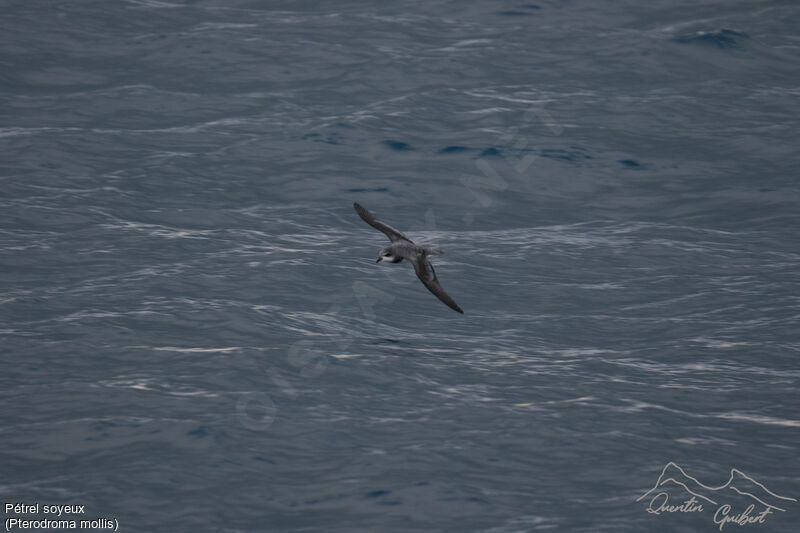 Soft-plumaged Petrel