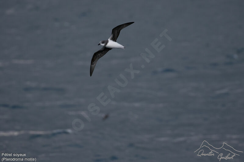 Soft-plumaged Petrel