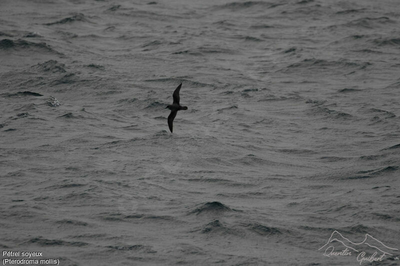 Soft-plumaged Petrel