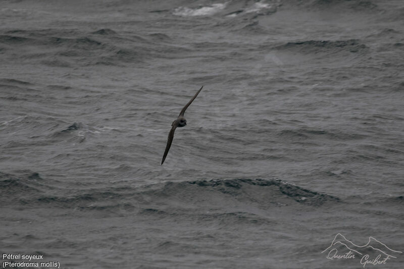 Soft-plumaged Petrel