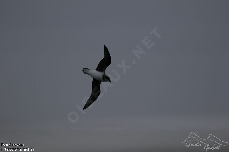 Soft-plumaged Petrel