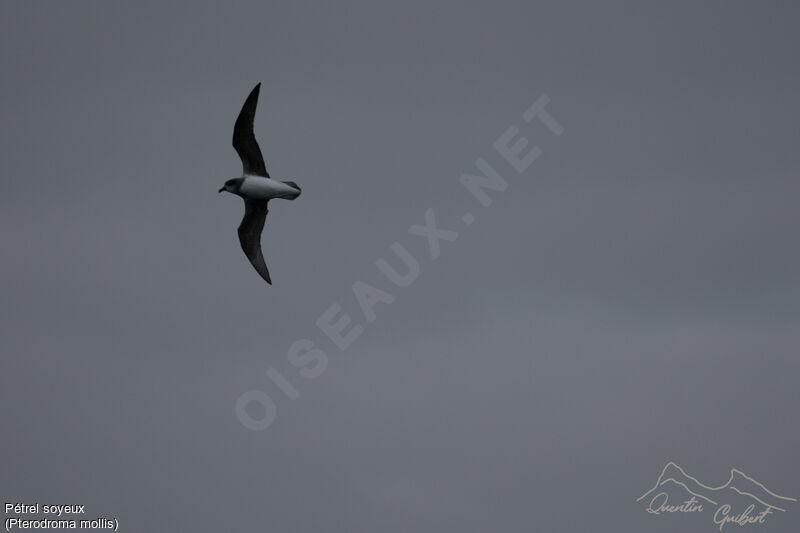 Soft-plumaged Petrel