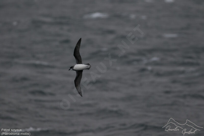 Soft-plumaged Petrel