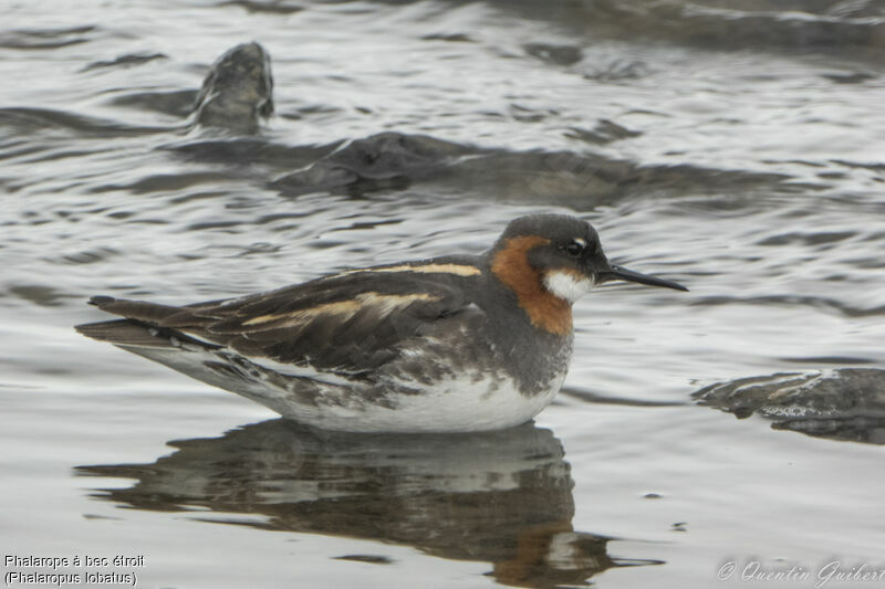 Red-necked Phalarope