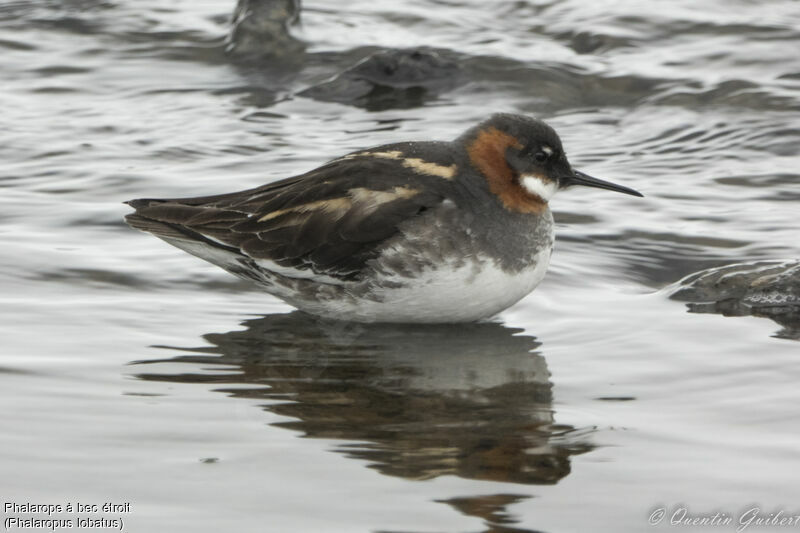 Red-necked Phalarope female adult, identification