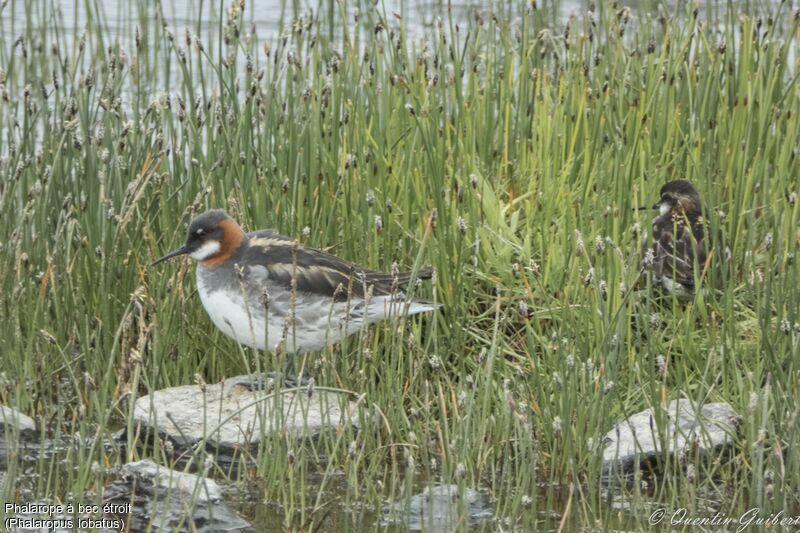 Phalarope à bec étroitadulte nuptial, habitat