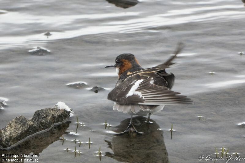 Phalarope à bec étroit femelle adulte, identification