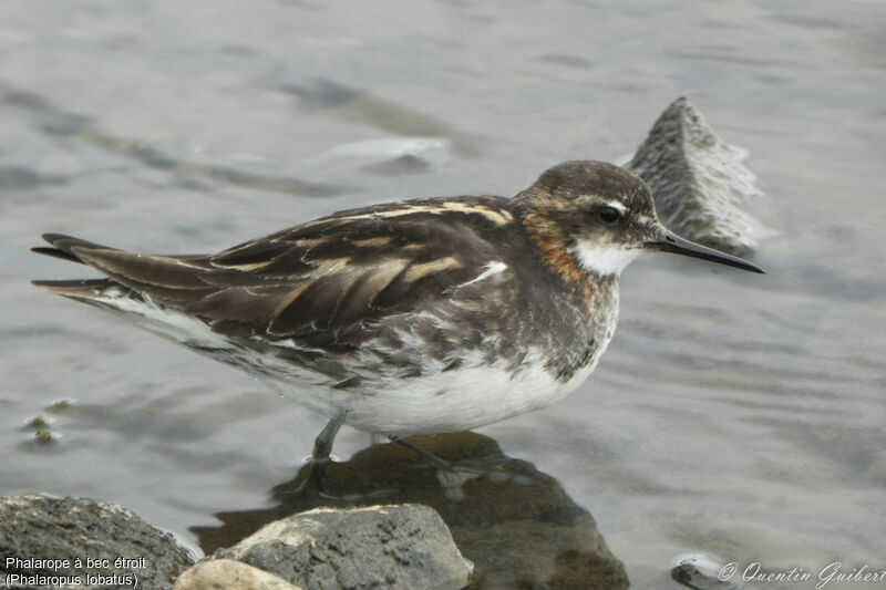 Phalarope à bec étroit mâle adulte nuptial, identification, portrait, pigmentation, marche