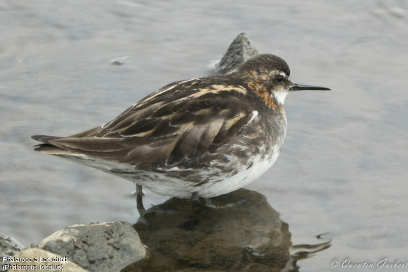 Red-necked Phalarope male adult, identification, pigmentation, walking