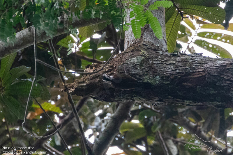 Yellow-crested Woodpecker, fishing/hunting