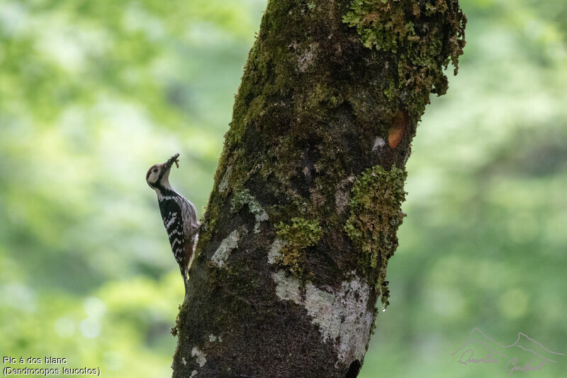 White-backed Woodpecker