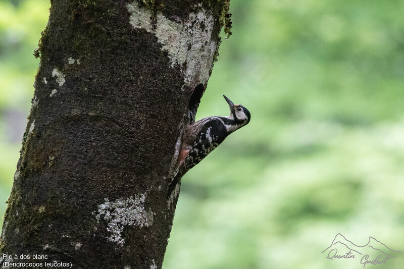 White-backed Woodpecker