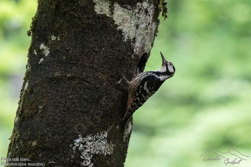 White-backed Woodpecker