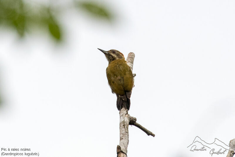 Melancholy Woodpecker