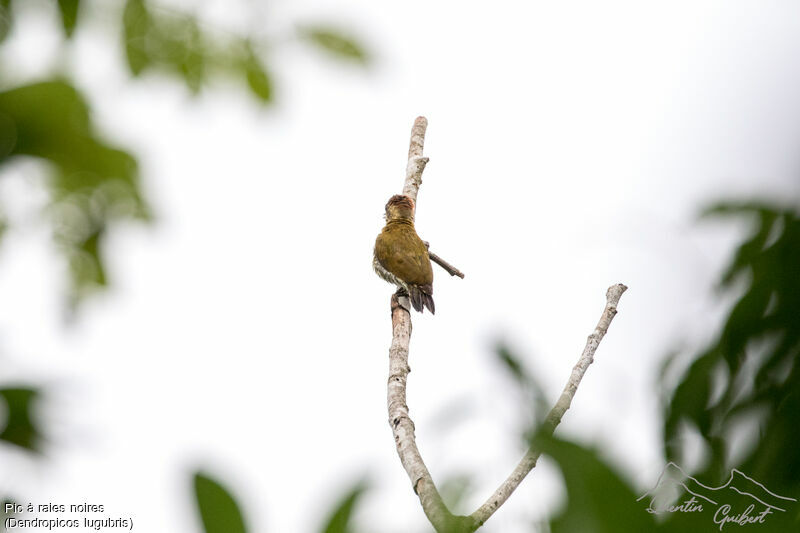 Melancholy Woodpecker