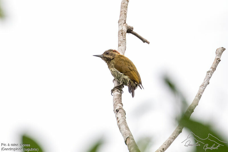 Melancholy Woodpeckeradult breeding, identification