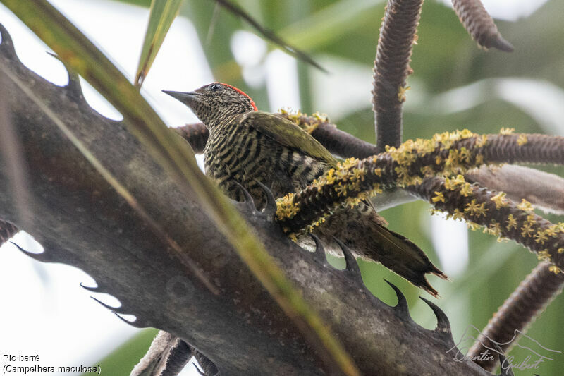 Little Green Woodpecker