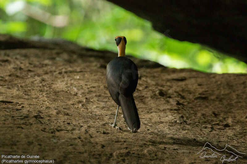 White-necked Rockfowl