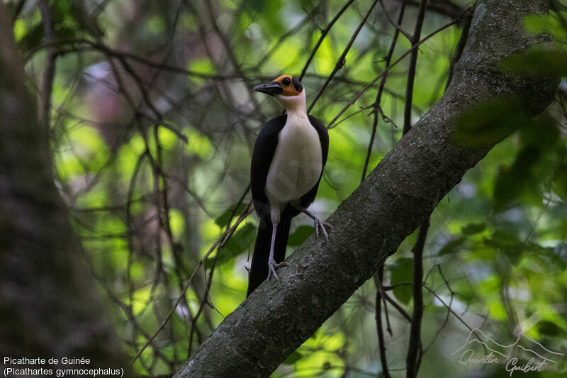 White-necked Rockfowl