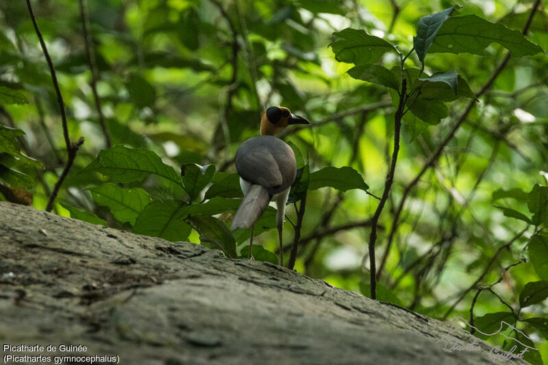 White-necked Rockfowl