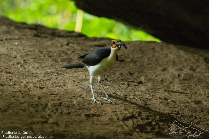 White-necked Rockfowl