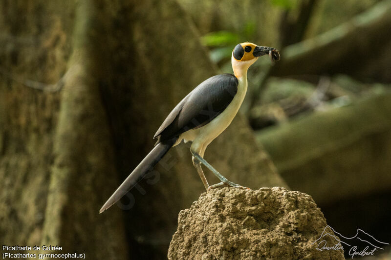 White-necked Rockfowladult breeding, identification, feeding habits