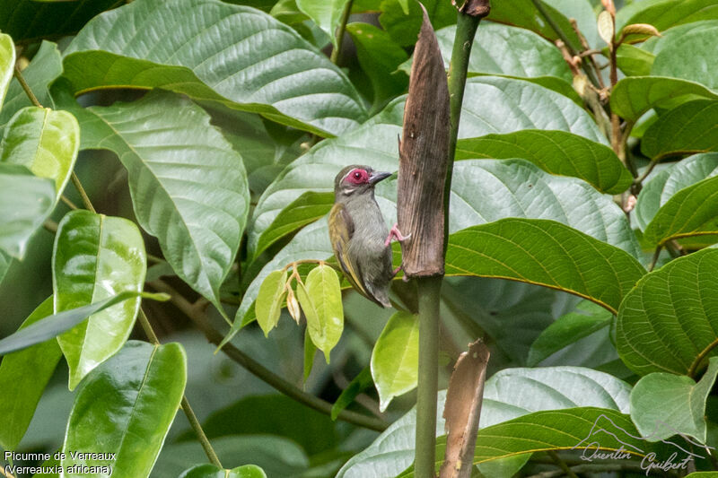 African Piculet