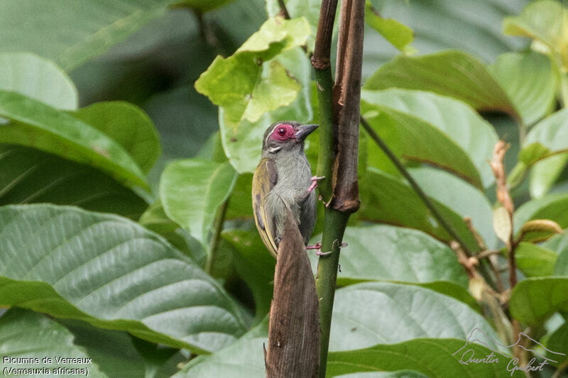 Picumne de Verreaux, identification