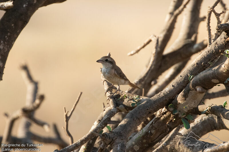 Red-tailed Shrike